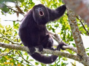 Howler monkey adventure story in Costa Rica