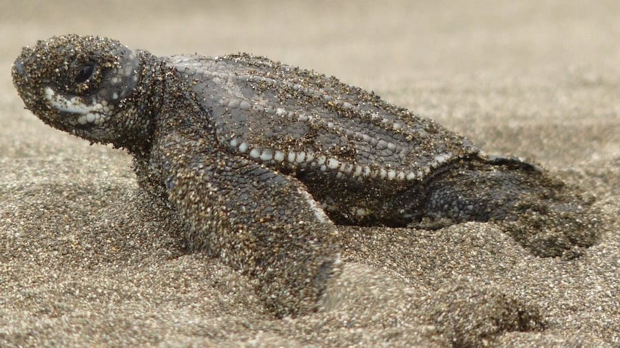Lingo Turtle Baby Turtle in Costa RIca_Tico Lingo - Tico Lingo Spanish School in ...