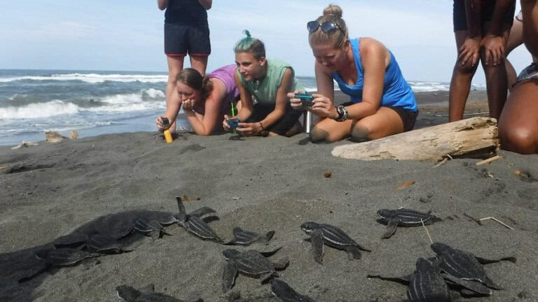 Baby Turtles Release_Costa Rica - Tico Lingo Spanish School in Costa Rica