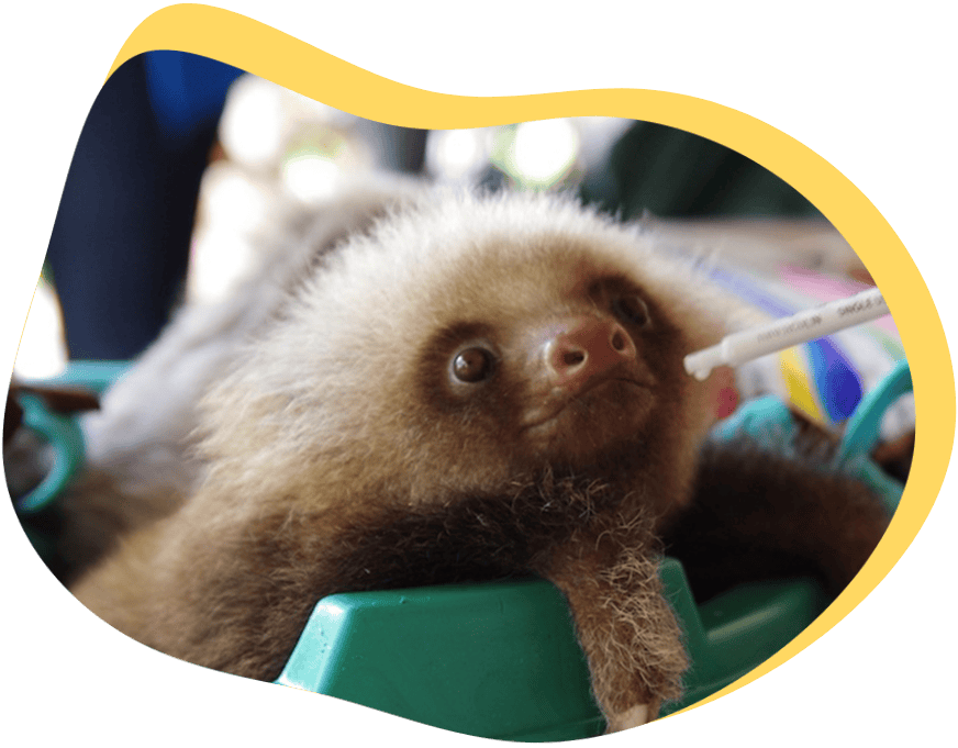 Volunteer with animals in Costa Rica_Tico Lingo Tico Lingo Spanish