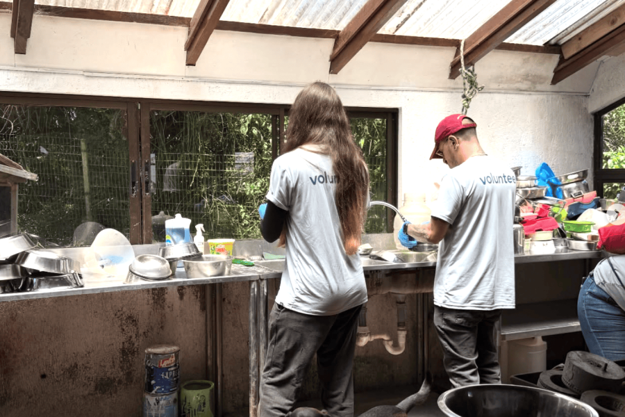 Volunteering with Dogs in Heredia
