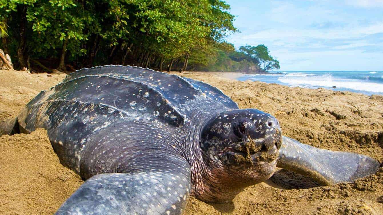 tortuga - Tico Lingo Spanish School in Costa Rica